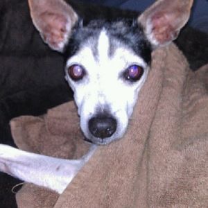 Meet your Posher, Barbara